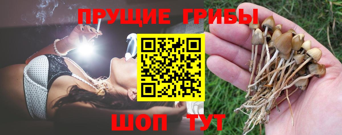 Галлюциногенные грибы Psilocybe Кашира
